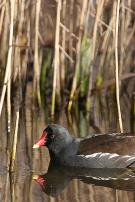 Moorhen 2006 Fraser Simpson