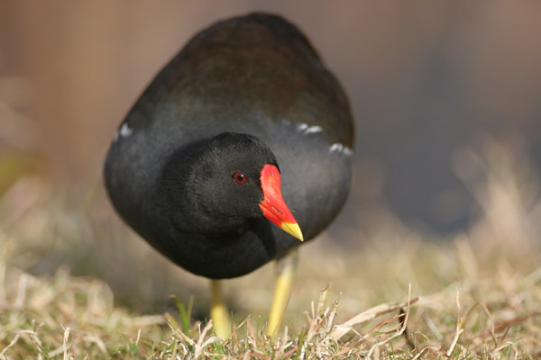 Moorhen 2006 Fraser Simpson