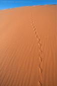 Desert Trail