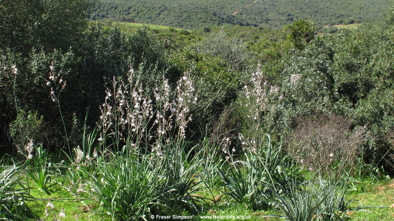 Black-crowned Tchagra habitat, Sidi Yaya-Sidi Bettache  Fraser Simpson    www.fssbirding.org.uk