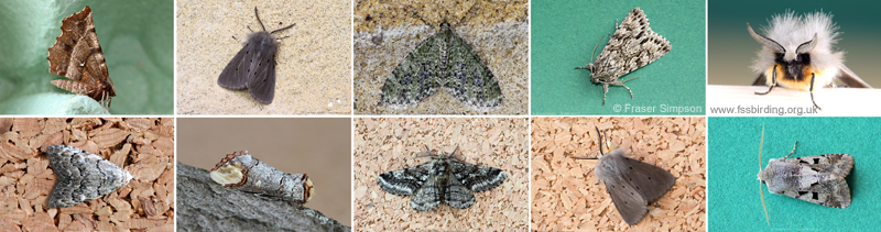 Moth trapped at Purfleet-on-Thames, April 2022   Fraser Simpson