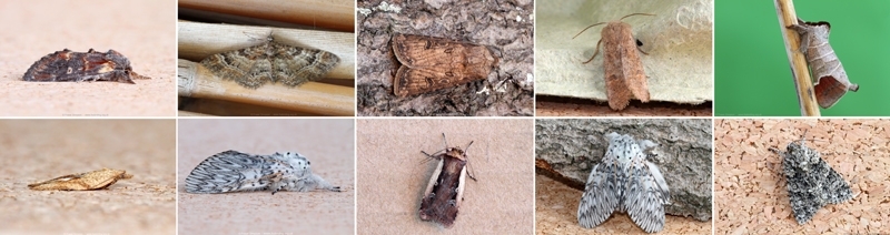 Moth trapped at Purfleet-on-Thames, April 2022   Fraser Simpson