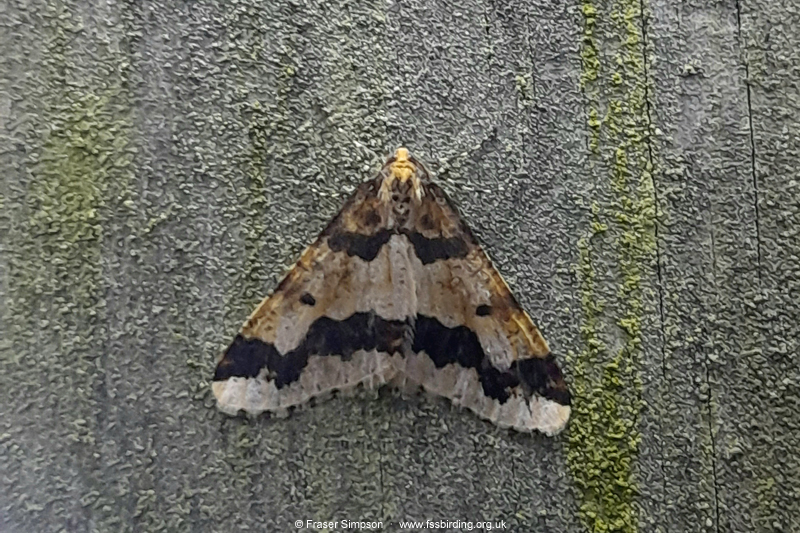 Mottled Umber (Erannis defoliaria)  Fraser Simpson