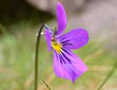 Mountain Pansy 