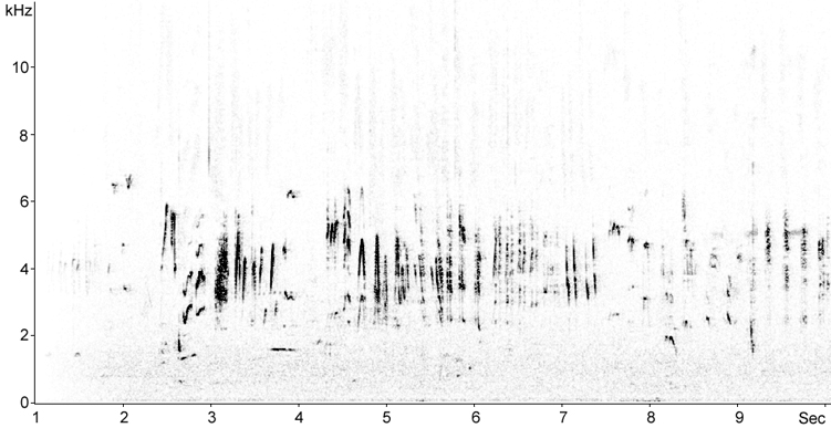 Sonogram of Moustached Warbler song