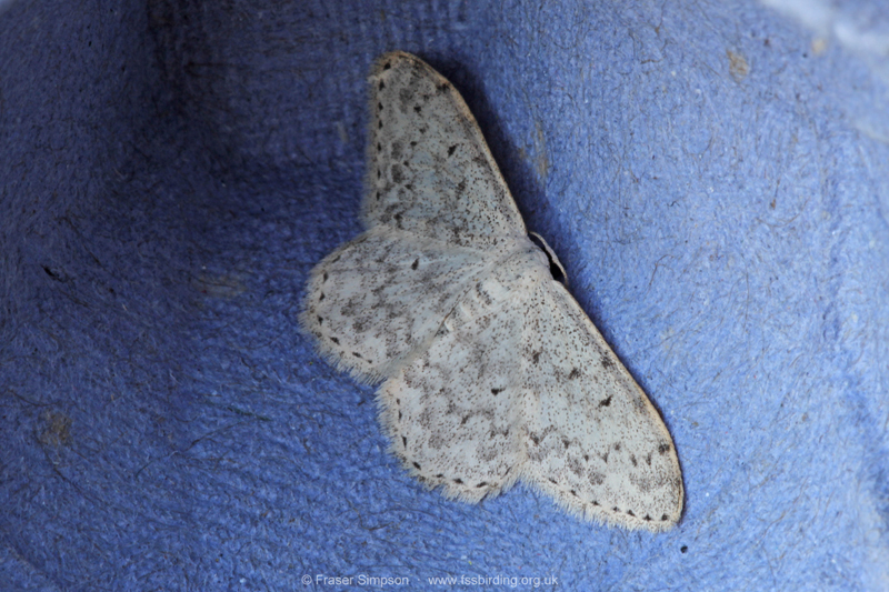 Mullein Wave (Scopula marginepunctata)  Fraser Simpson