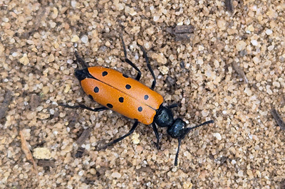 blister beetle sp. (Mylabris hieracii), NMAC, Vejer, Andalucia, Spain � Fraser Simpson