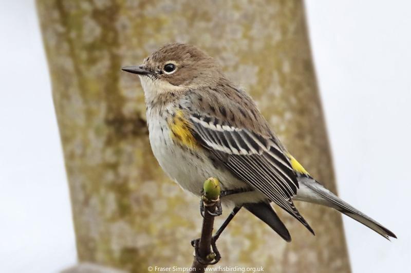 Myrtle/Yellow-rumped Warbler (Setophaga coronata coronata)  Fraser Simpson