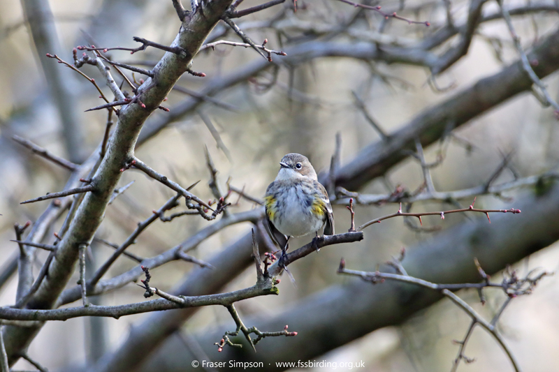 Myrtle/Yellow-rumped Warbler (Setophaga coronata coronata)  Fraser Simpson