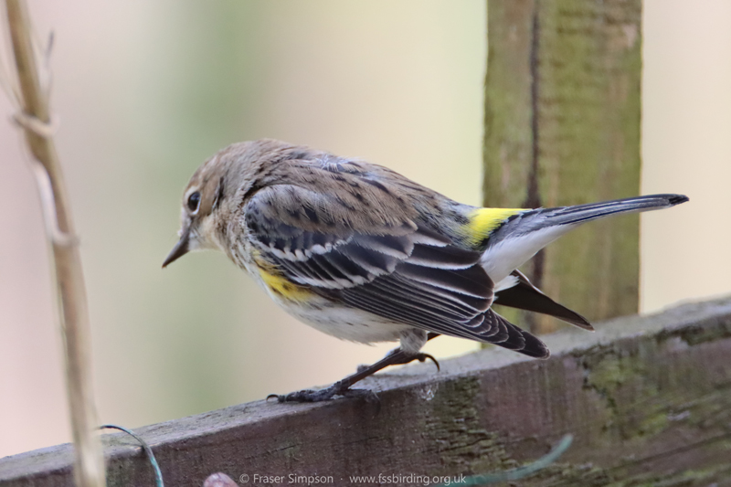 Myrtle/Yellow-rumped Warbler (Setophaga coronata coronata)  Fraser Simpson