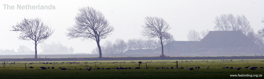 Winter Goose Fields in the Netherlands 2005 Fraser Simpson
