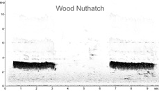 Wood Nuthatch sonogram  Fraser Simpson www.fssbirding.org.uk