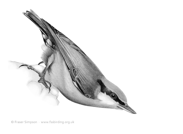 Wood Nuthatch drawing  Fraser Simpson