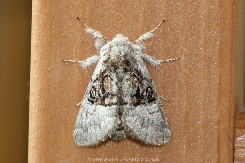 Nut-tree Tussock (Colocasia coryli)  Fraser Simpson