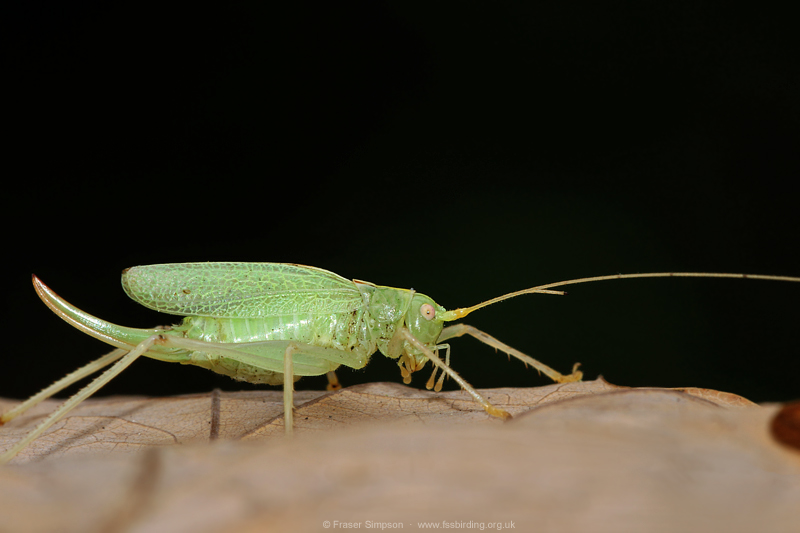 female Oak Bush-cricket (Meconema thalassinum), Elveden Forest, Suffolk, England, 6 October 2022  Fraser Simpson