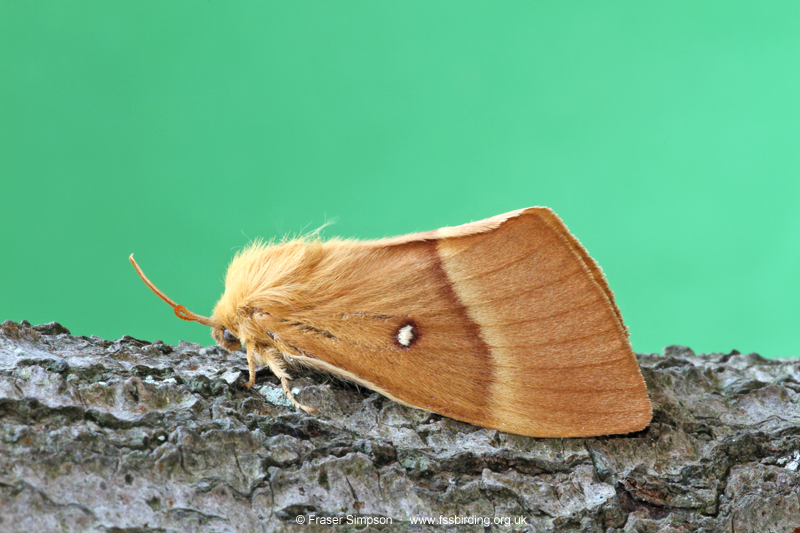 Oak Eggar (Lasiocampa quercus)  Fraser Simpson