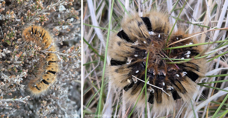 Oak Eggar (Lasiocampa quercus) larvae © Fraser Simpson