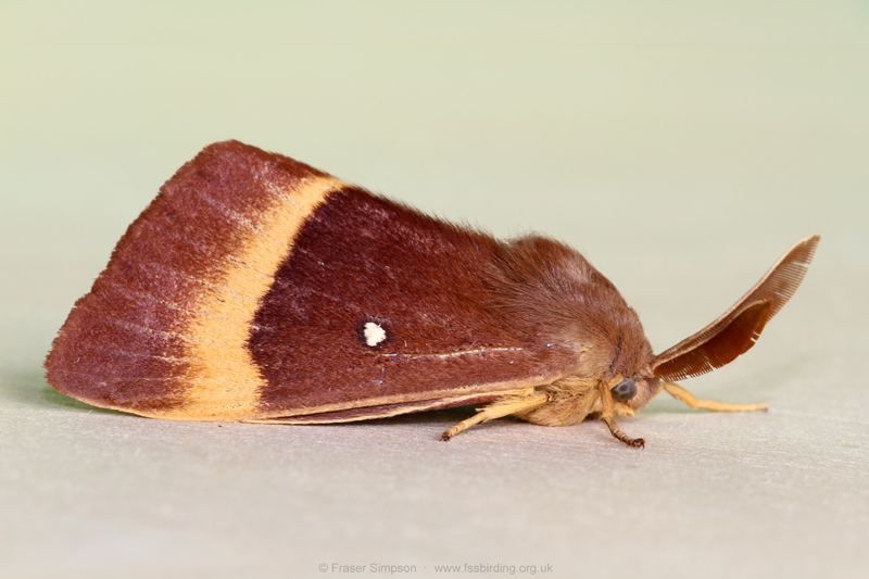 Oak Eggar (Lasiocampa quercus)  Fraser Simpson