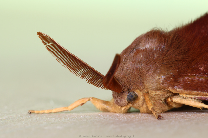 Oak Eggar (Lasiocampa quercus)  Fraser Simpson