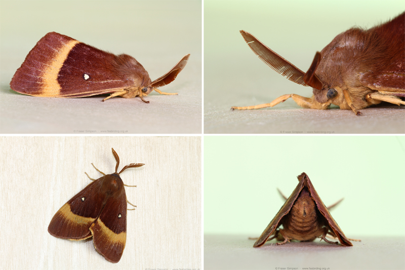 Oak Eggar (Lasiocampa quercus)  Fraser Simpson