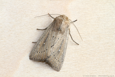 Obscure Wainscot (Leucania obsoleta)  Fraser Simpson