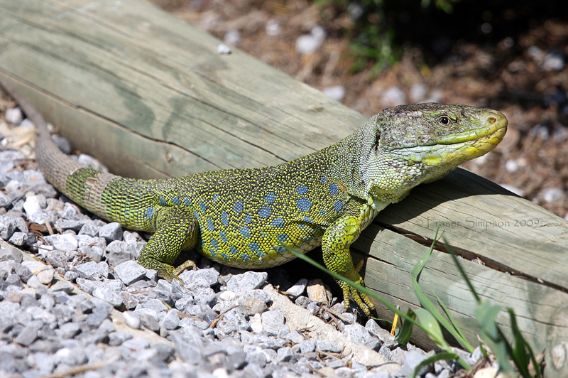 Ocellated Lizard (Timon lepidus), Bolonia, Andaluc�a, Spain, April 2009 � Fraser Simpson