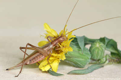 European Tree-cricket (Oecanthus pellucens)  Fraser Simpson