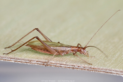 European Tree-cricket (Oecanthus pellucens)  Fraser Simpson