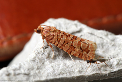 Orange Pine Tortrix (Lozotaeniodes formosan)  Fraser Simpson