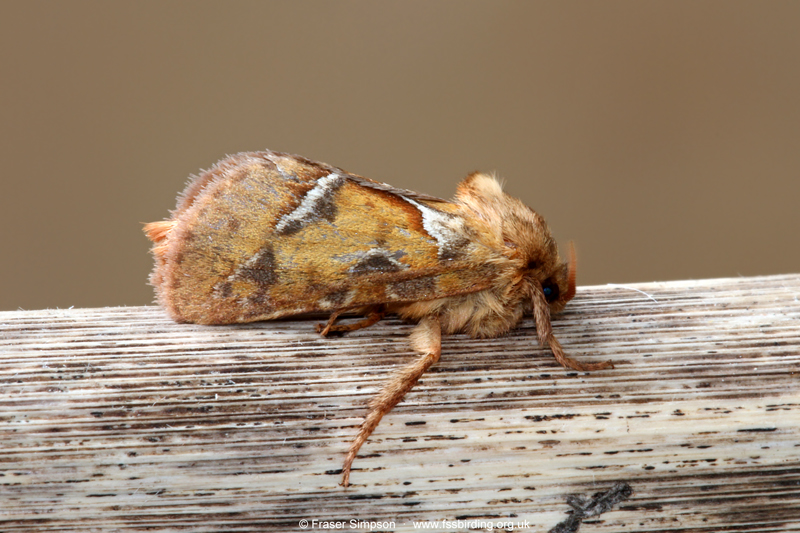 Orange Swift (Triodia sylvina)  Fraser Simpson