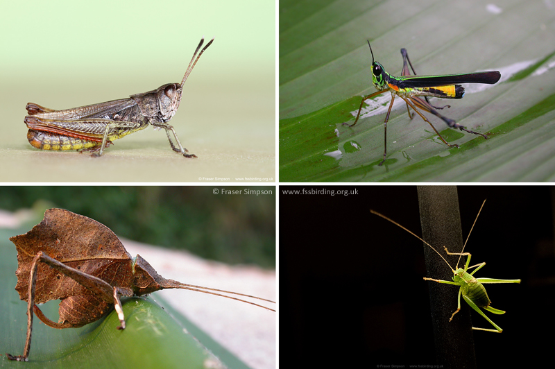 Orthoptera: Grasshopper, Groundhoppers, Crickets & Bush-crickets © Fraser Simpson