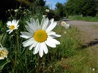 Ox-eye Daisy