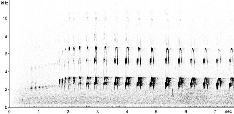 Sonogram of Oystercatcher territorial song