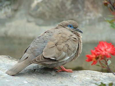 Pacific Dove