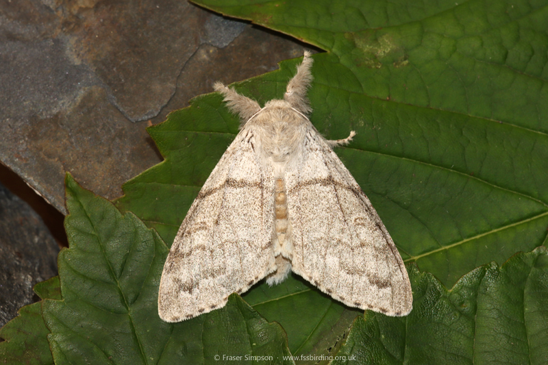 Pale Tussock (Calliteara pudibunda) © Fraser Simpson
