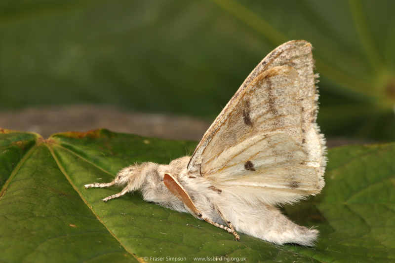 Pale Tussock (Calliteara pudibunda) © Fraser Simpson