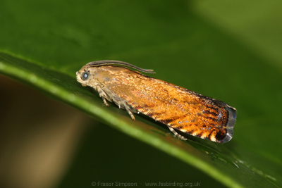 Sycamore Piercer (Pammene aurita)  Fraser Simpson
