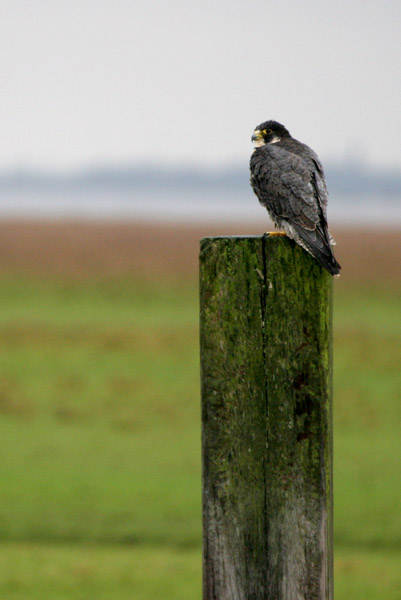 Peregrine 2005 Fraser Simpson