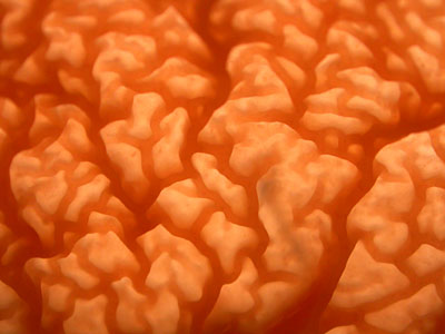Fungal Gill