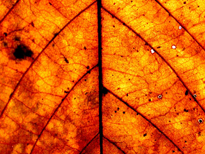 Leaf Fall