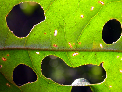 Peruvian Rainforest