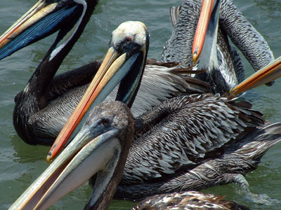 Peruvian Pelican