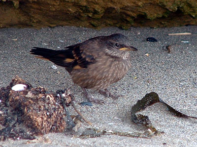 Peruvian Seaside Cinclodes