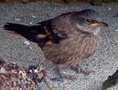 Peruvian Seaside Cinclodes