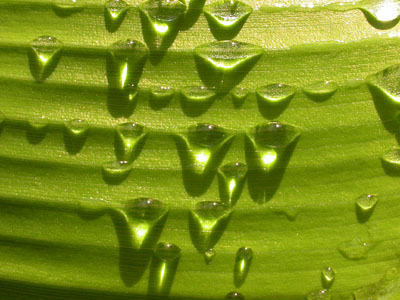 Rain Drops