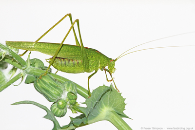 Southern Sickle-bearing Bush-cricket (Phaneroptera nana)  Fraser Simpson