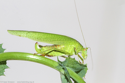 Southern Sickle-bearing Bush-cricket (Phaneroptera nana)  Fraser Simpson