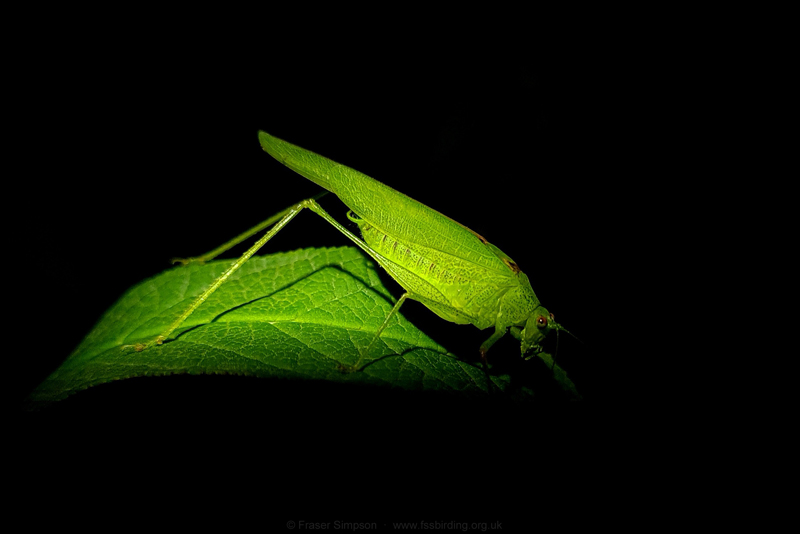 Southern Sickle-bearing Bush-cricket (Phaneroptera nana)  Fraser Simpson