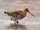 Phonescoped Black-tailed Godwit