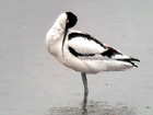 Phonescoped Avocet